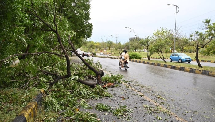 A view of fallen tree after a strong dust storm and heavy rain hit the twin cities, Islamabad, May 24, 2025. — APP